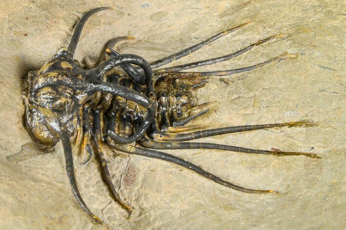 Fantastic, Spiny Dicranurus Trilobite - Atchana, Morocco #363019